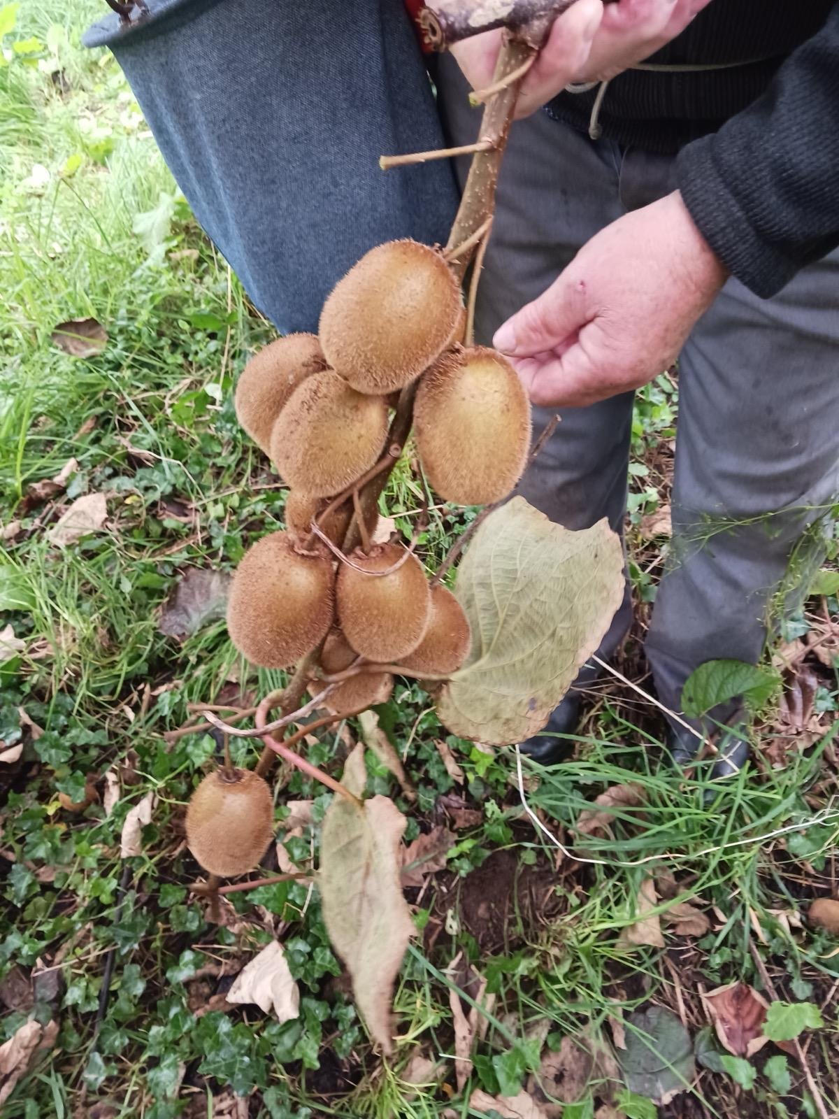 Recogida a mano – cultivo de kiwi ecológico en Tomiño