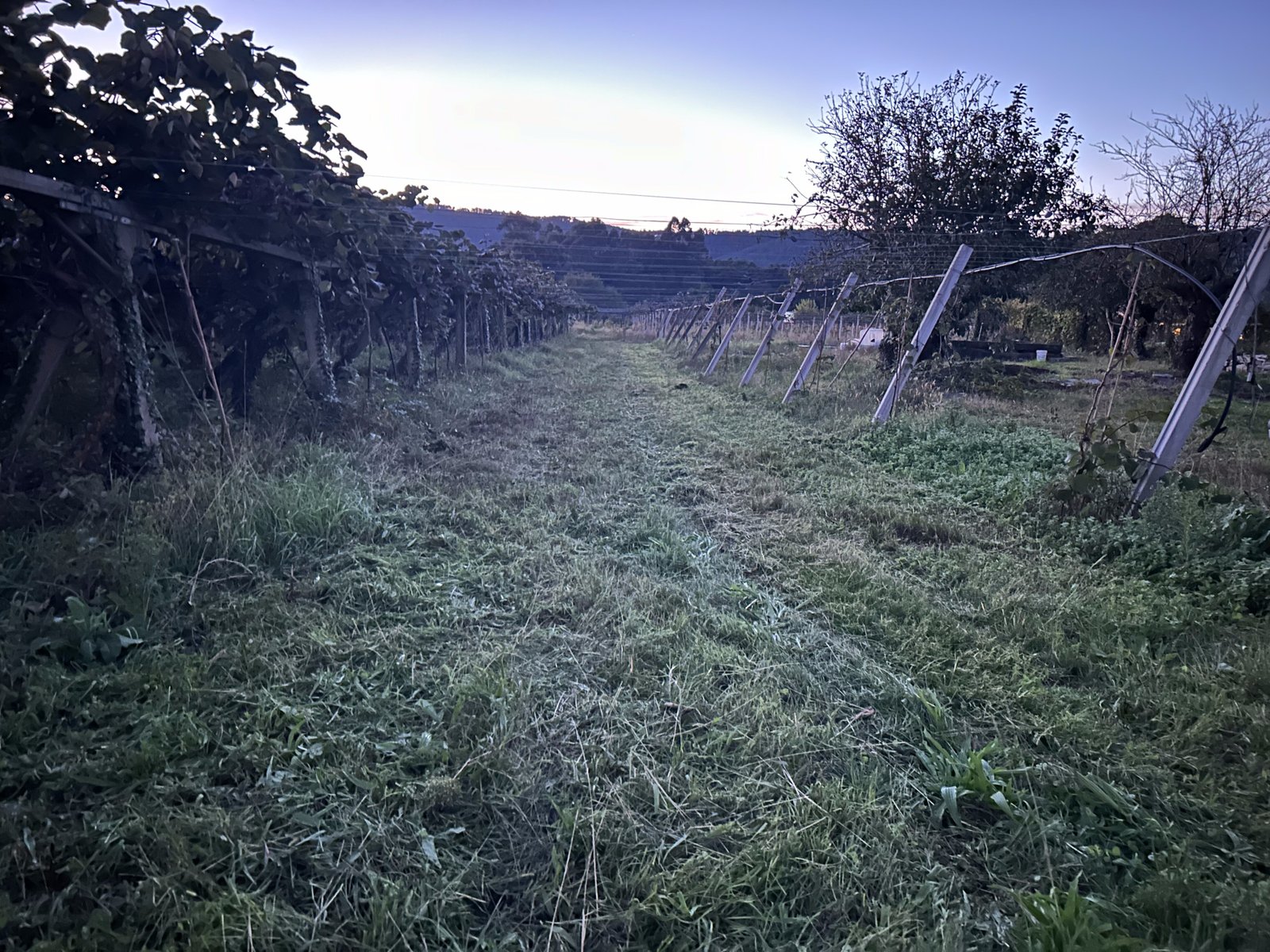 Plantación de kiwi ecológico en Goián, Tomiño, Galicia