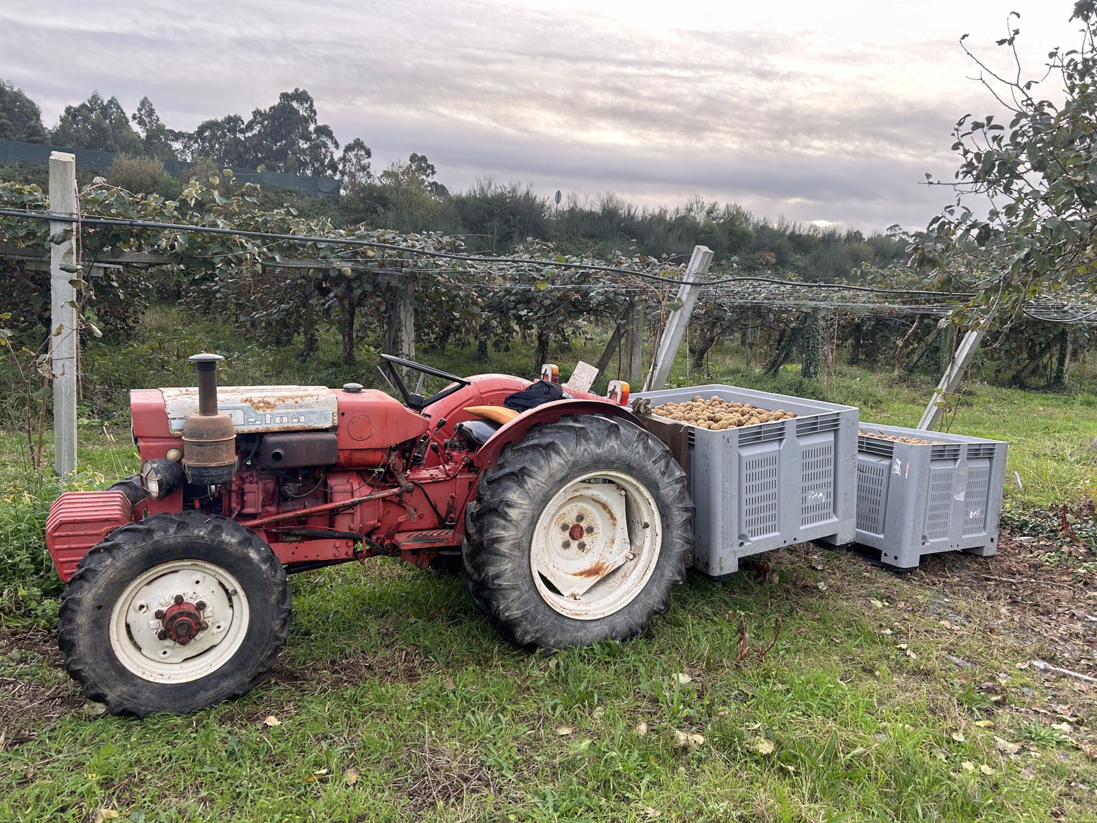 Transporte cuidado – cultivo de kiwi ecológico en Tomiño