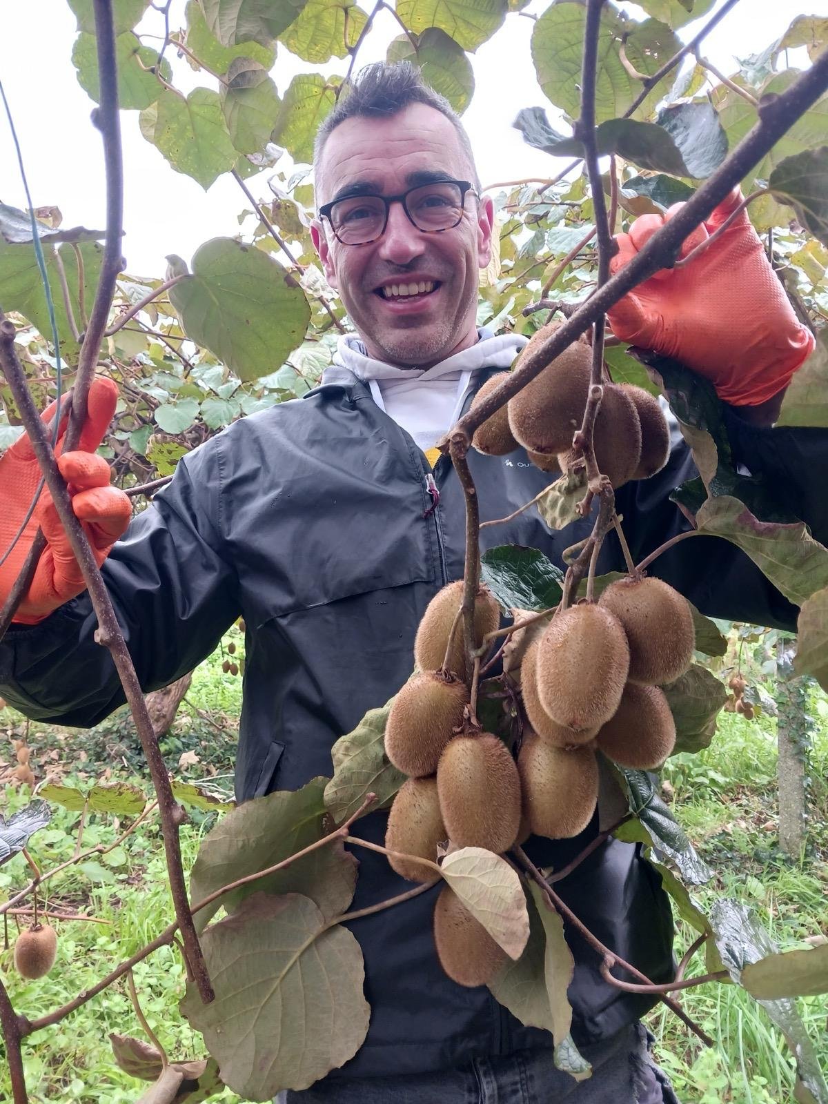 Kiwi ecológico fresco recién recogido en Kiwieco