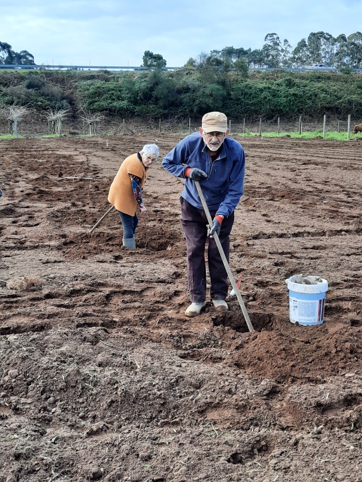 Los padres preparando la tierra para nuevas plantas de kiwi en Goián