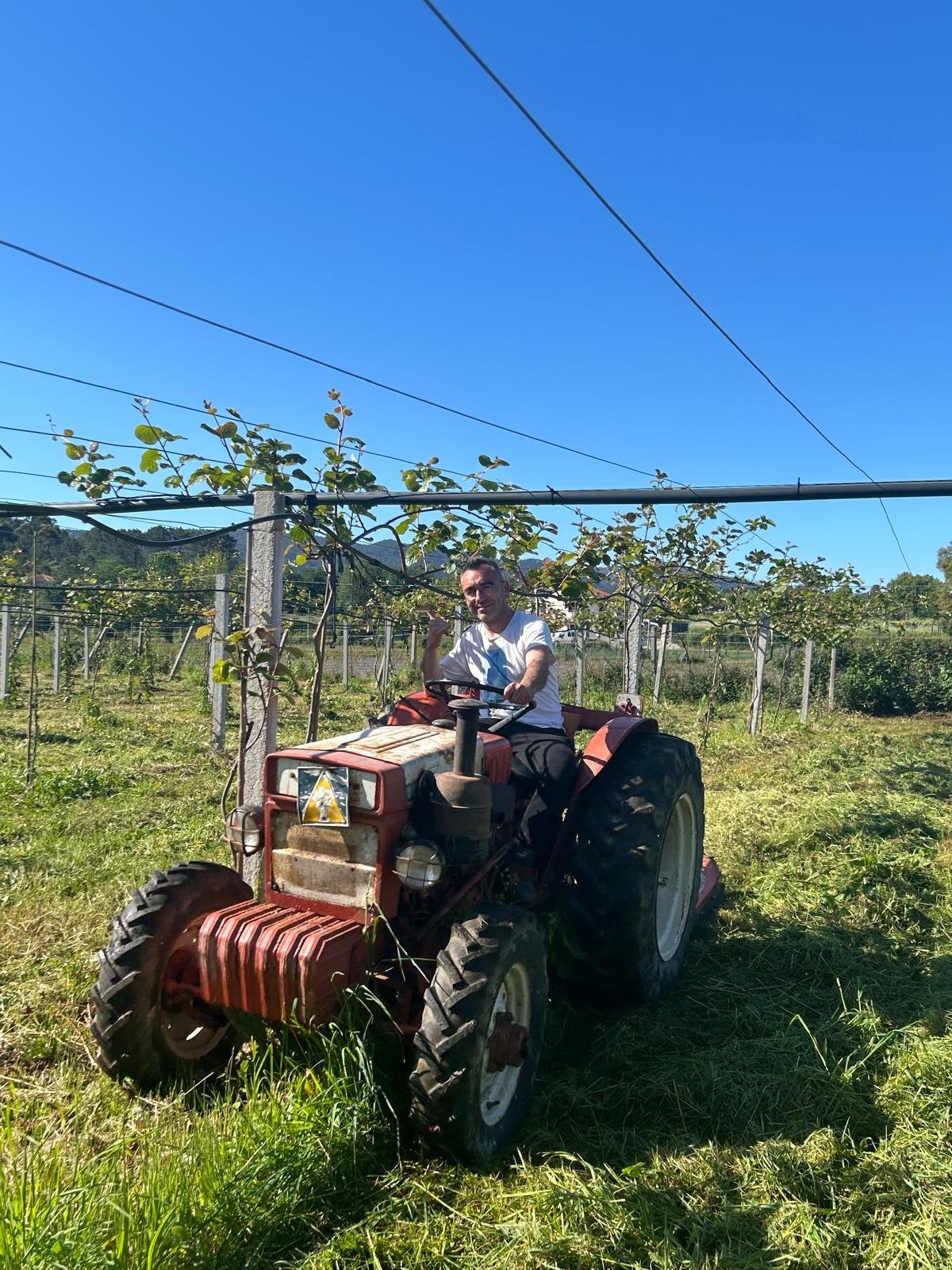 Mantenimiento del suelo – cultivo de kiwi ecológico en Tomiño