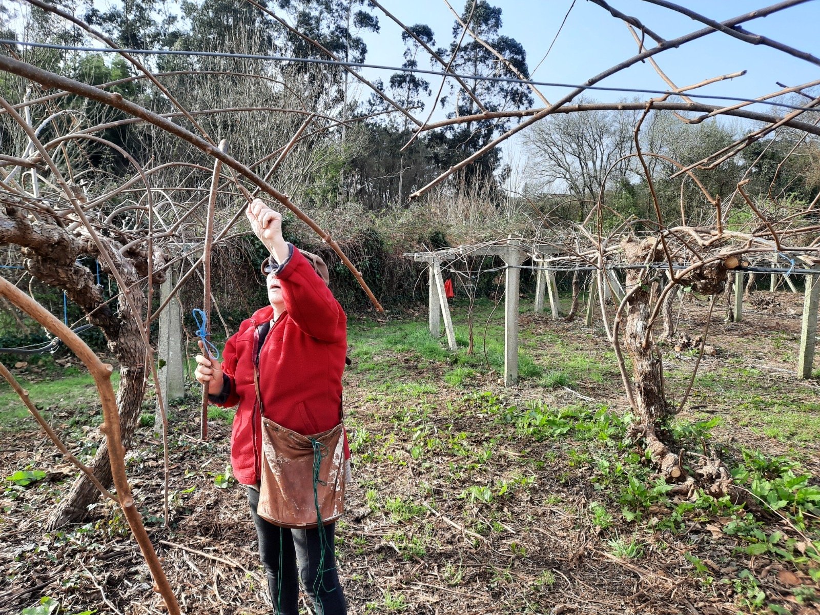 Poda y atado – cultivo de kiwi ecológico en Tomiño