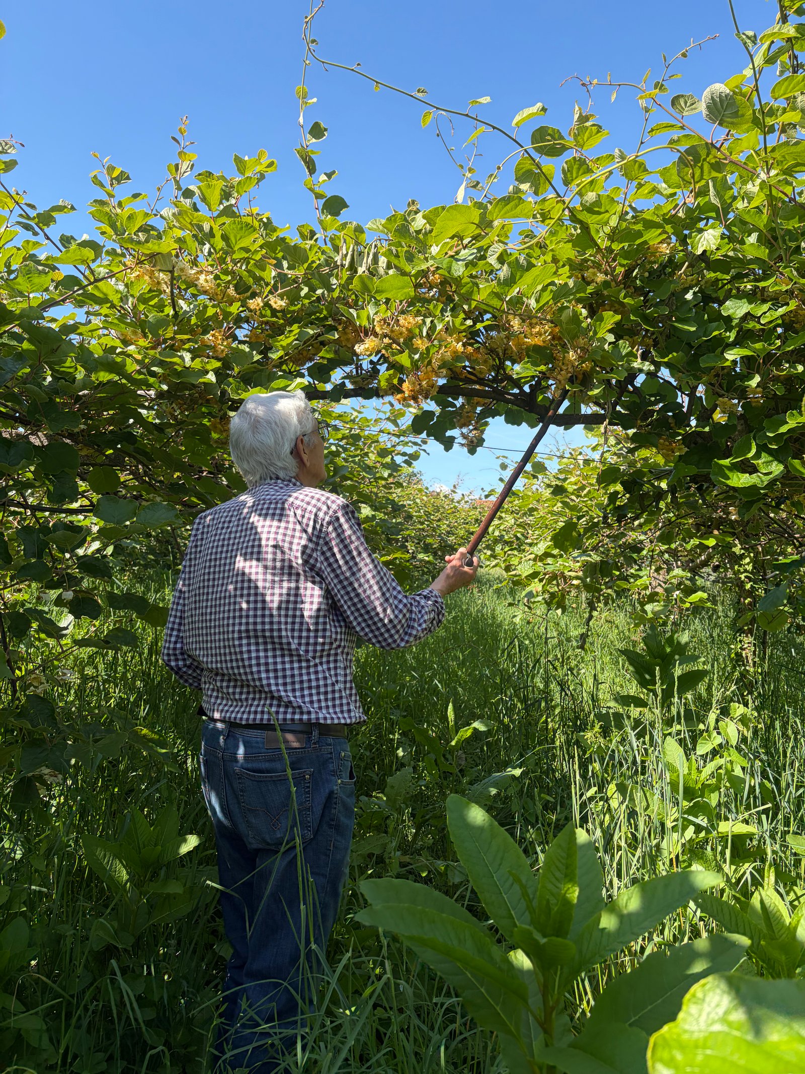 Primavera y Floración – cultivo de kiwi ecológico en Tomiño